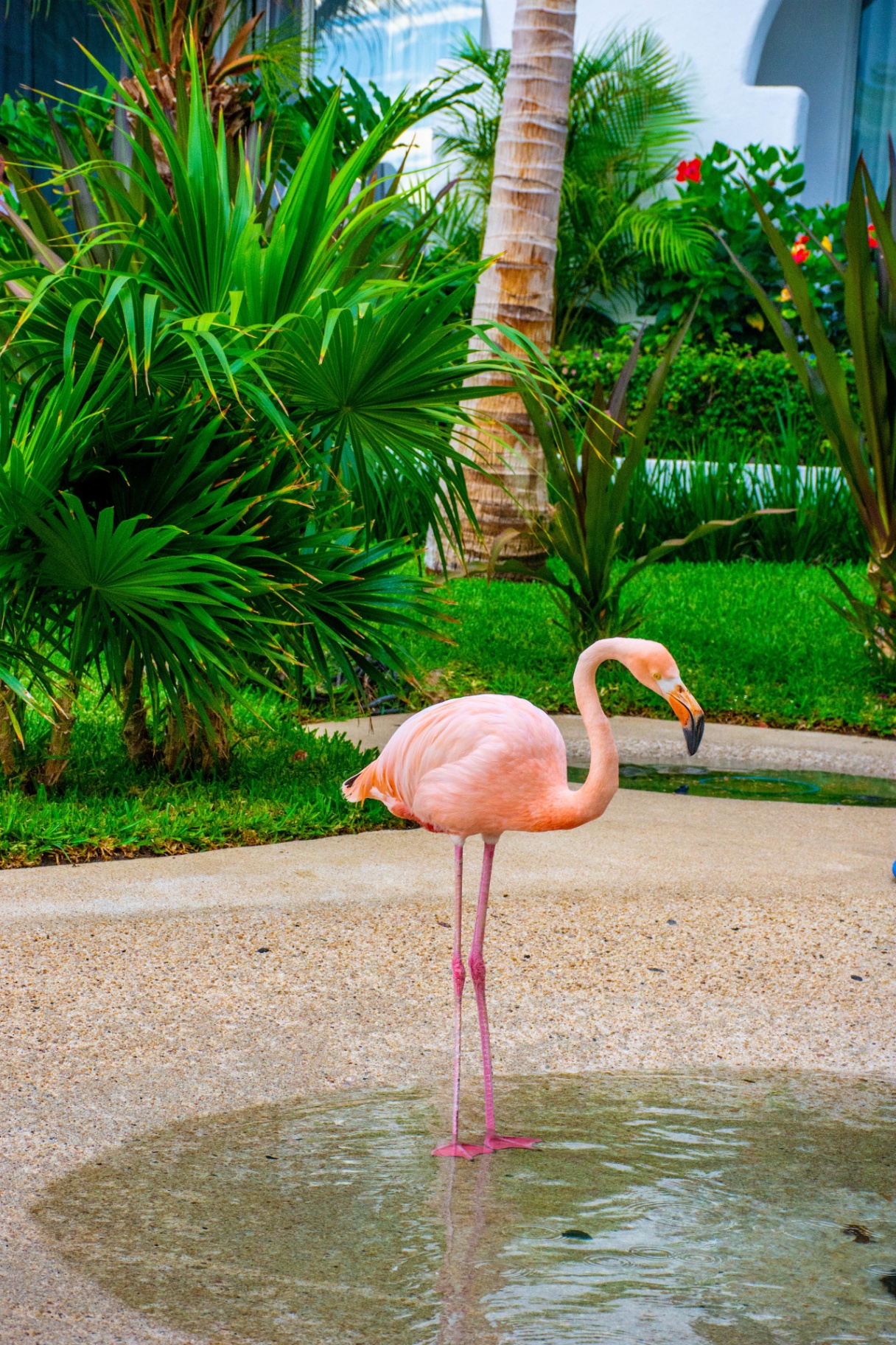 Jardines tropicales con flamingos