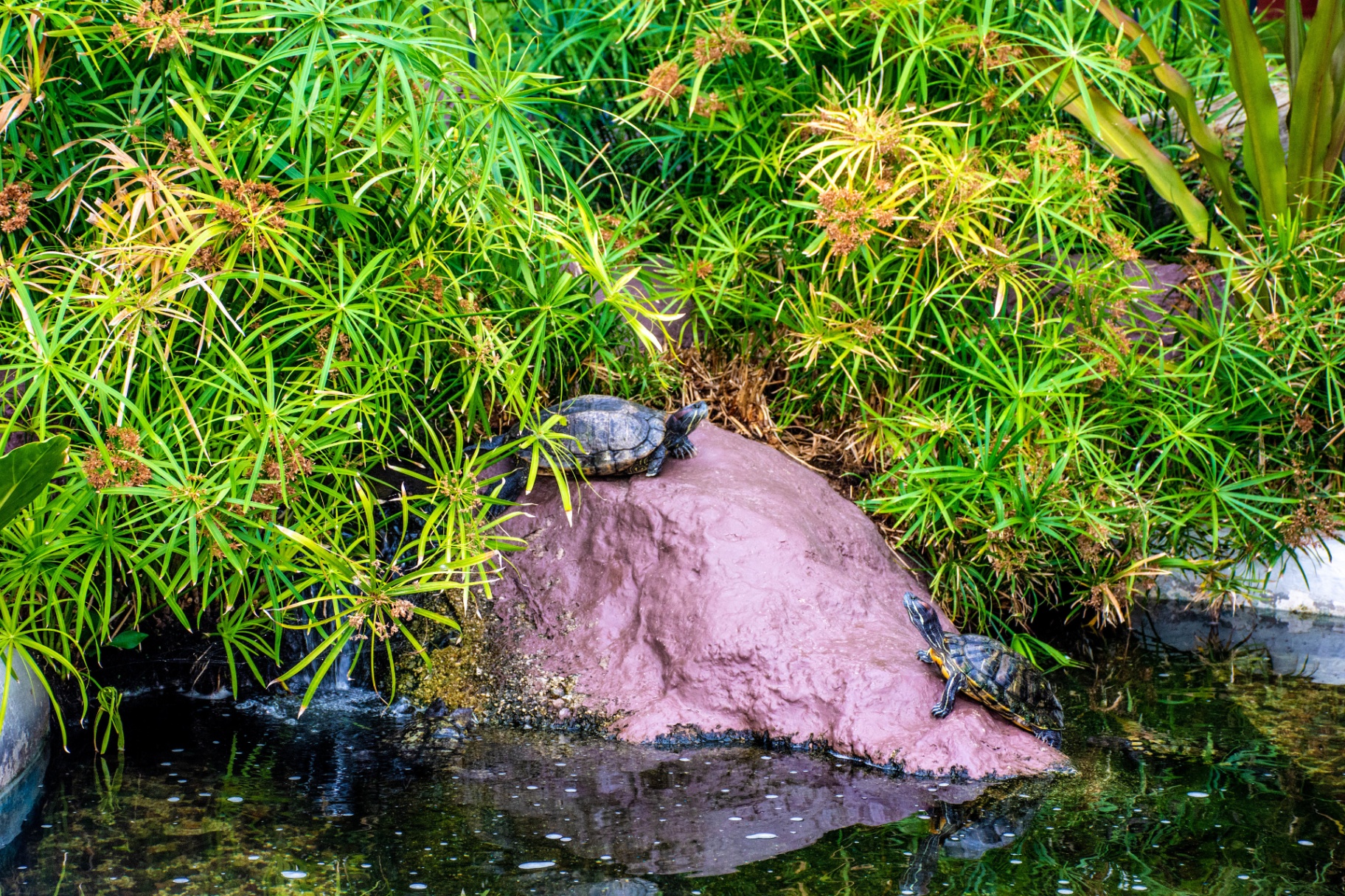 Estanques con tortugas en los jardines